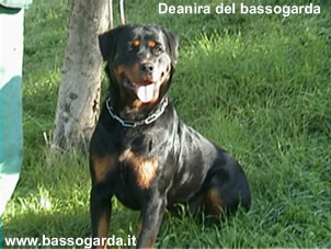 Deianira del bassogarda 